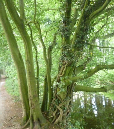 Spiegelwandeling met tarotkaarten in het bos